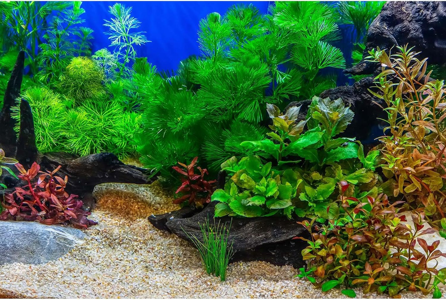 Aquarium Background Underwater Grass Leaves with Pebble Aquarium Backdrop Vivid and Fresh Green Aquatic Plant Stone River Bed and Lake Fish Deadwood Tank Background Decor Vinyl 72x24in