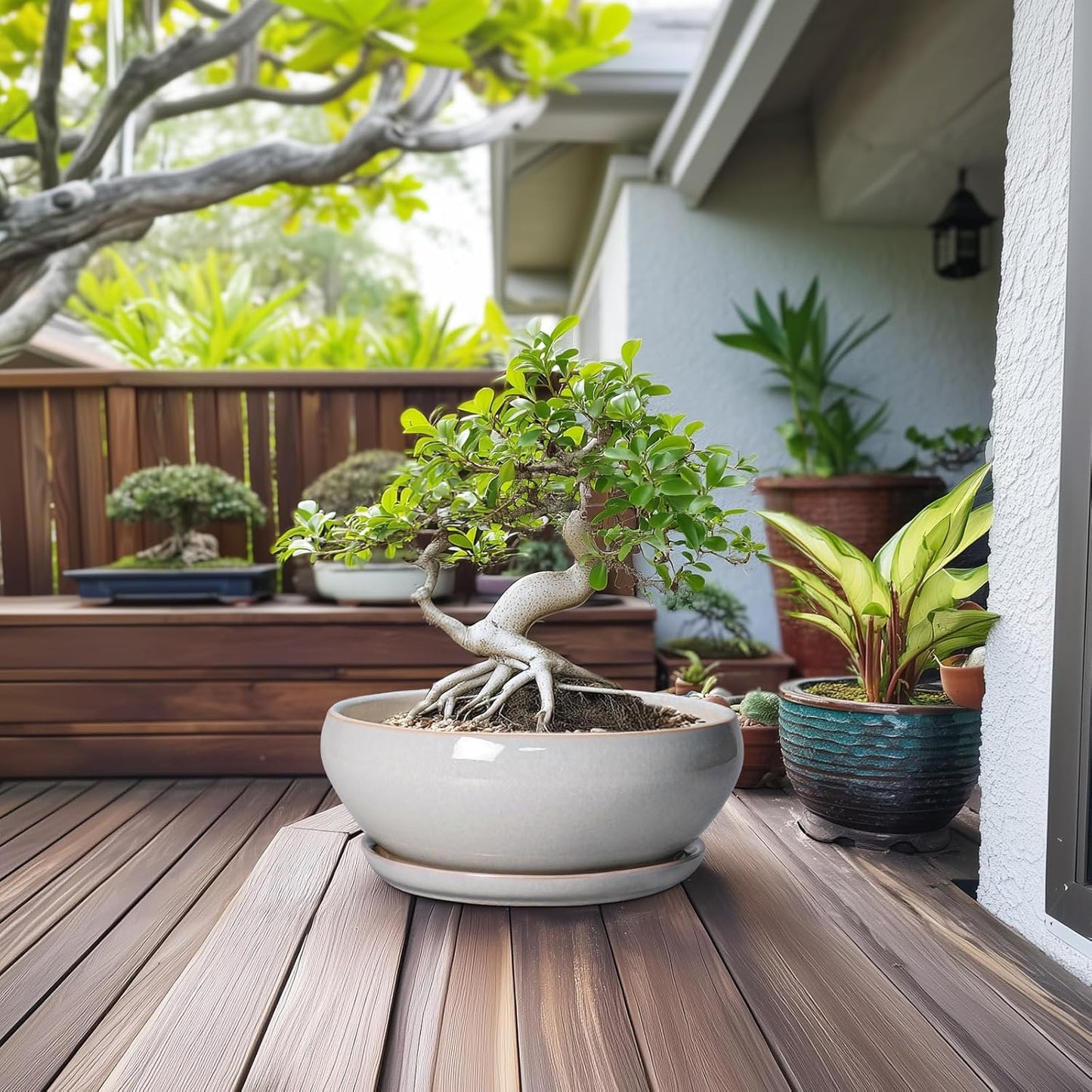 SQOWL 12 Inch Bonsai Pots - Large Ceramic Succulent Pots with Drainage Hole and Saucer, Shallow Planter for Indoor Outdoor Plants Flowers, Round Planter Bowl, Garden Decor, Gifts for Women, Gray