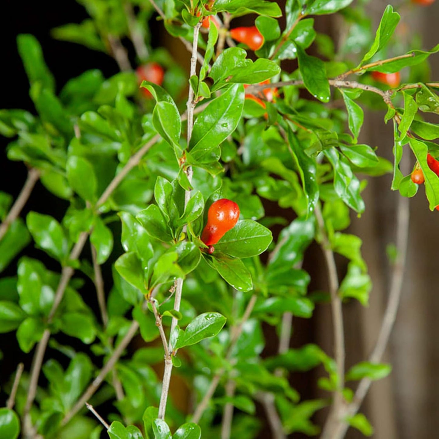 Wonderful Pomegranate 2 Gallon