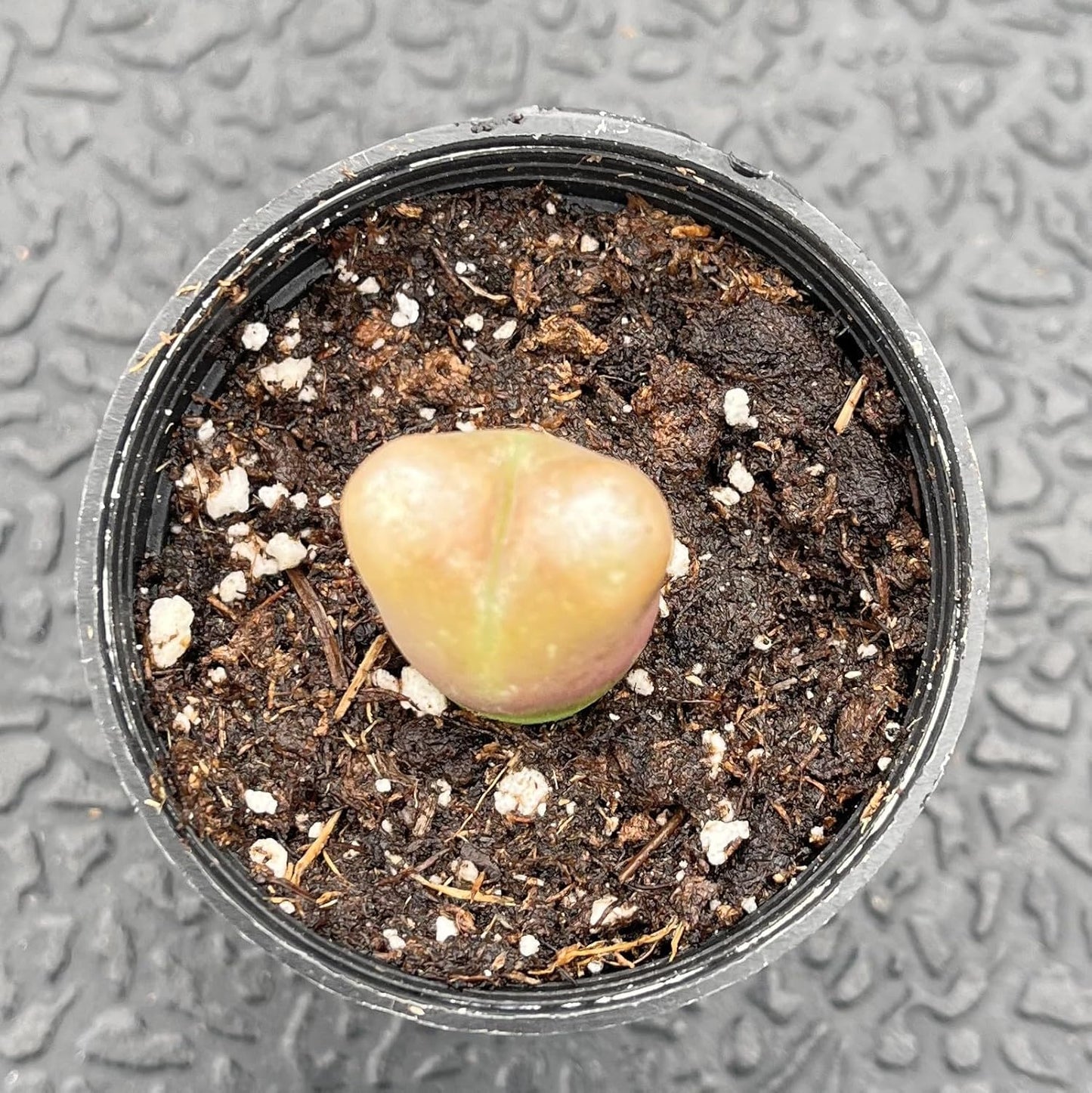 Sprout N Green Conophytum maughanii, Rare Lithops Living Stone Plant Fully Rooted in 2" Pot, Cute Potted Succulents Houseplant Pebble Plant, Great for Terrarium Arrangement, DIY Project, Office Décor