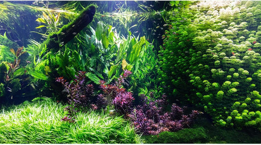 Aquarium Background Various Underwater Grass Plants Aquarium Backdrop Vivid and Fresh Green Aquatic Plants Stone River Bed and Dead Wood Tank Background Vinyl 36x20in