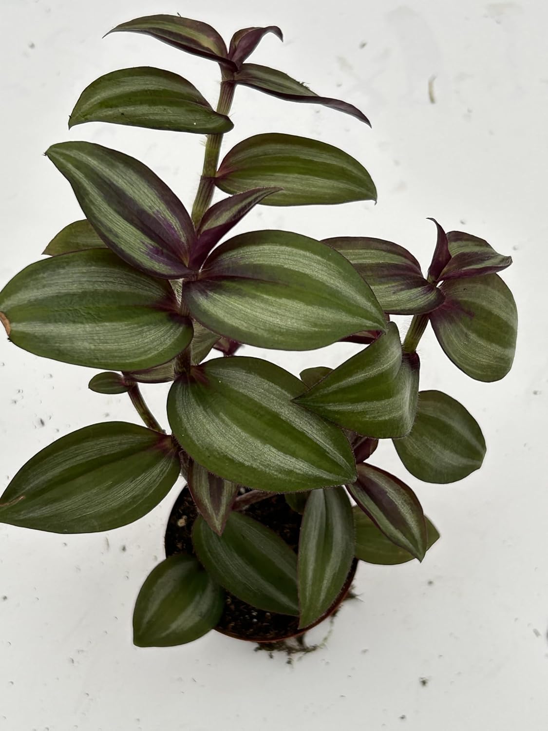 Live Wandering Jew Plant - Tradescantia Zebrina Collectors Pack - 5 Variety - Evenesce, Silver+, Discolor Green,Deep Purple and Burgundy ~ Air Purifying, Low Maintenance, Fast Growing Houseplants