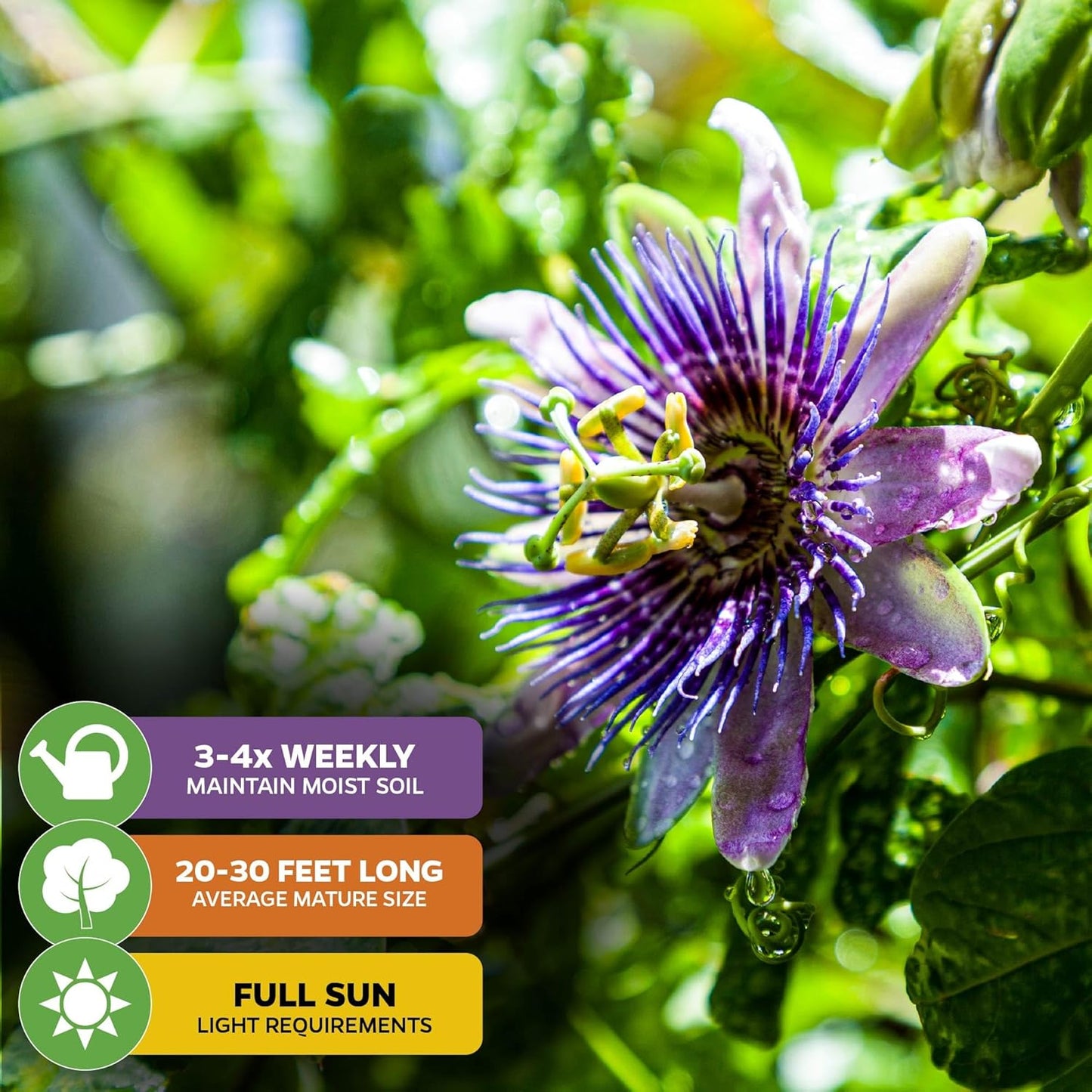 Purple Possum Passion Fruit Vine Live Plant – Passiflora edulis by Wellspring Gardens – Sweet, Aromatic Fruit – Fast-Growing & Self-Pollinating – Great for Fences, Trellises & Containers (2-Pack)