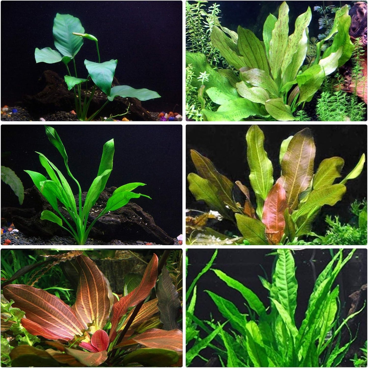 Rooted Live Aquarium Plant Bundle - 6 Easy Species | Snail Free Guaranteed