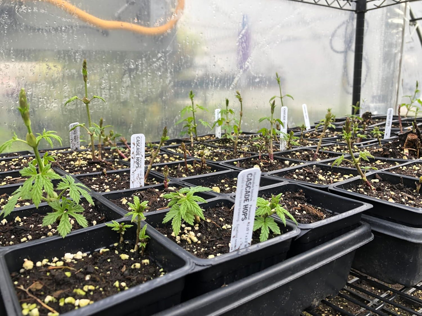 Smoke Camp Crafts Cascade Hops Plant (Humulus lupulus) in 2.5 inch Pot | Perennial Vine for Beer Making or Tea