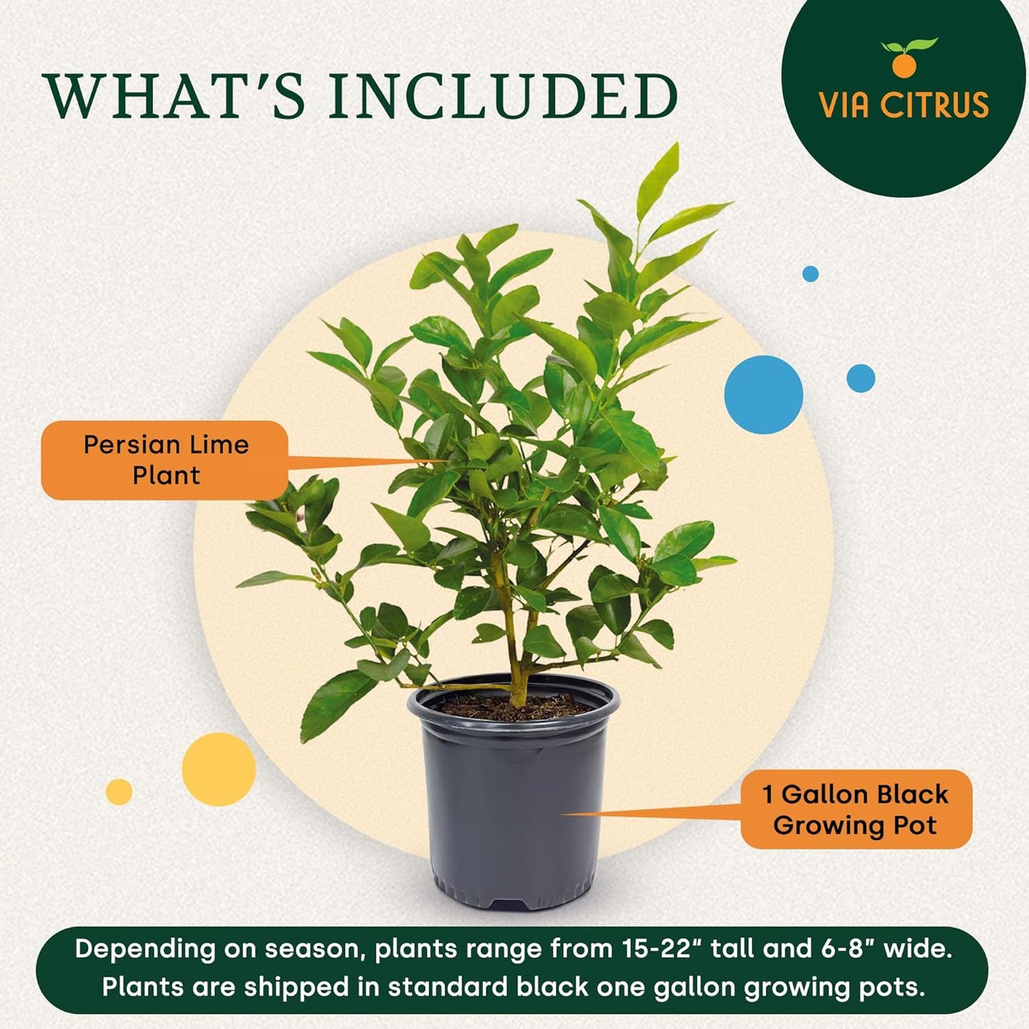 Persian Lime Plant Fruit Trees - Indoor Fruit Trees Live Plants, Outdoor Plants Live, Citrus Tree Pots for Housewarming, Patio, Lime Garden, Cannot Ship: CA,AZ,TX,LA, Real Indoor Tree by Via Citrus