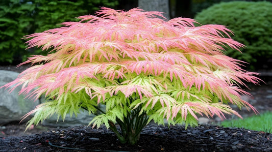 Green Geisha Girl Japanese Maple Bonsai Tree Seedling for Planting - Approx 12-18 Inches Tall - Ready to Train, No Pot Included - Grow Indoor or Outdoor