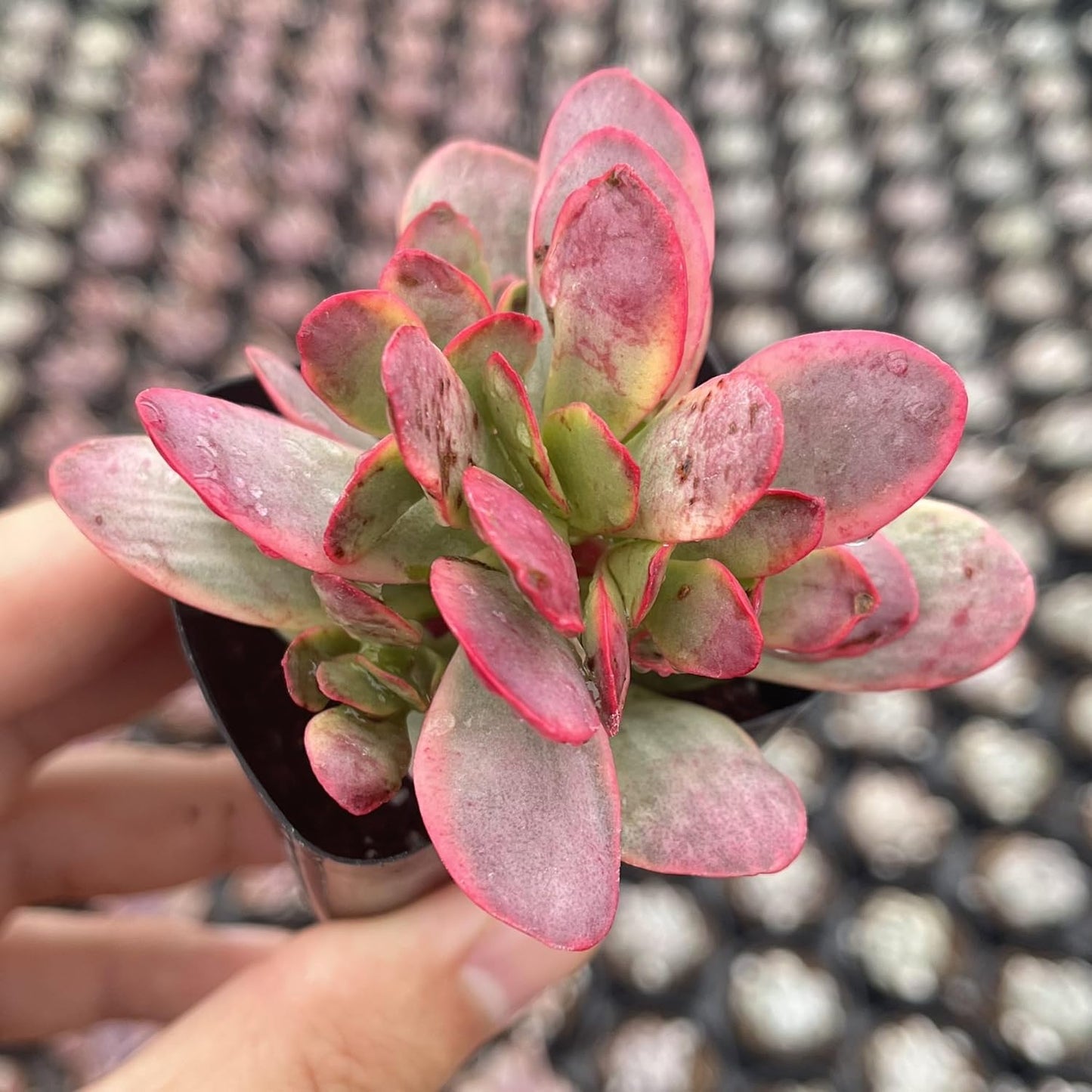 Sprout N Green Crassula Platyphylla f. Variegata, 1 Live Succulent Plant Fully Rooted in 2" Pot, House Plant for Indoor Outdoor Home Office Wedding Decoration DIY Project Party Favor