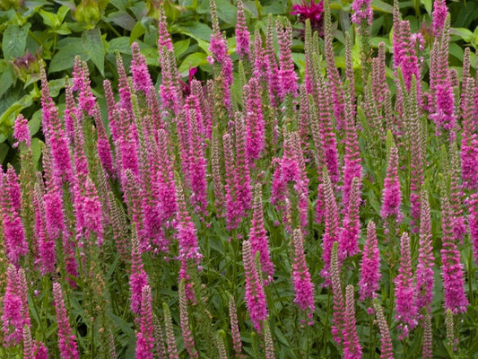 Greenwood Nursery: Live Perennial Plants - 'Red Fox' Spiked Speedwell + Veronica Spicata - [Qty: 10x Pint Pots] - (Click for Other Available Plants/Quantities)