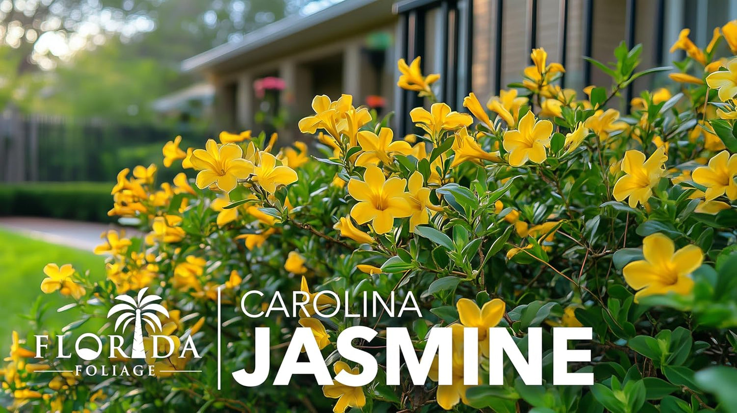Carolina Jasmine | 10 Live Plants | Gelsemium sempervirens | Fast-Growing Flowering Vine for Trellises & Fences | Climbing Landscape Plants