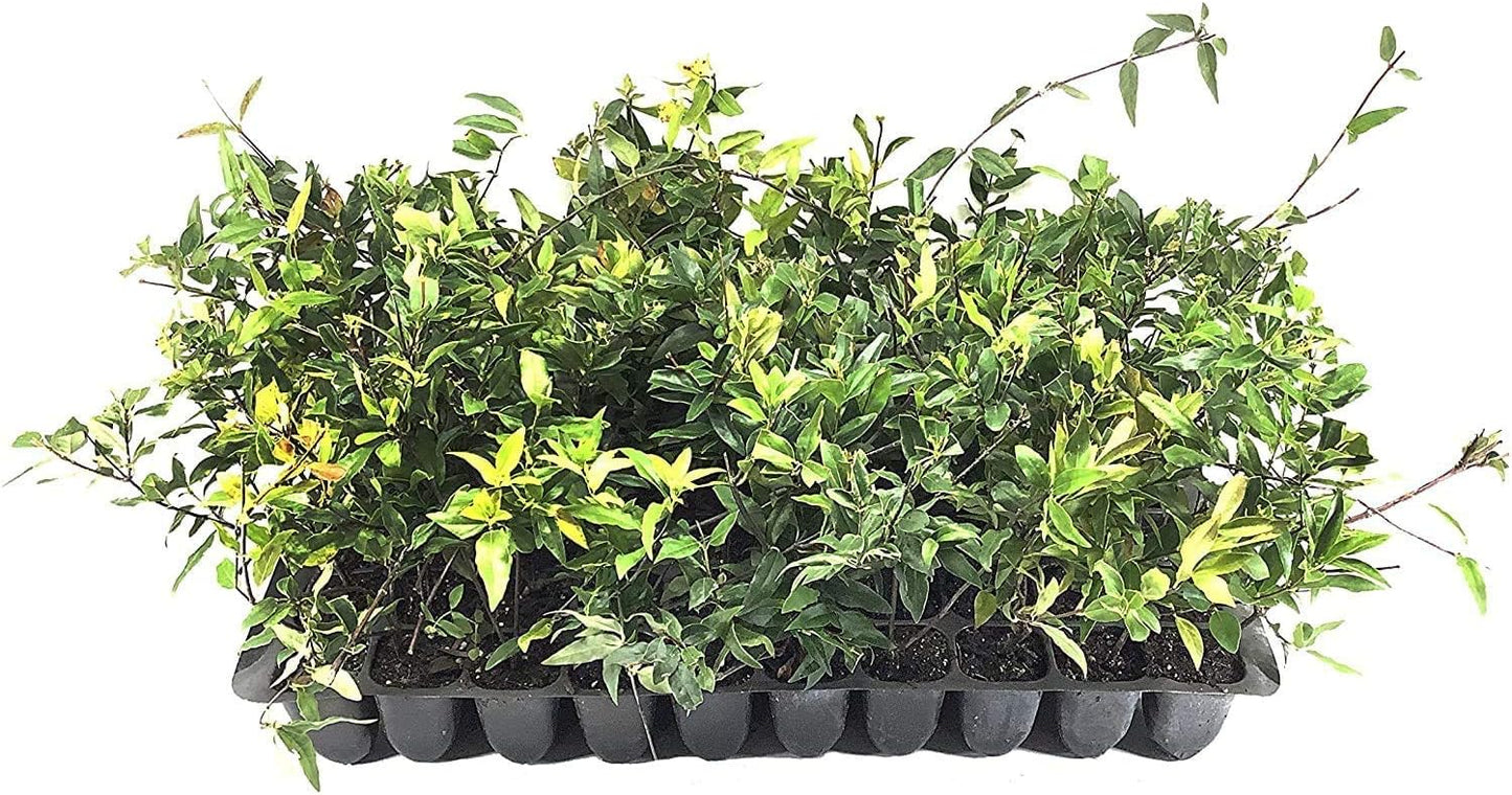 Carolina Jasmine | 3 Live Plants | Gelsemium Sempervirens | Fragrant Yellow Blooms, Evergreen Vine, Low Maintenance, Fast Growing, Climbing, Attracts Pollinators, Garden Trellis