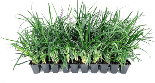 Super Blue | 20 Live Plants | Liriope Muscari | Ground Cover Plant, Ornamental Grass, Drought Tolerant, Low Maintenance, Evergreen Foliage, Purple Flower Spikes, Shade Garden Favorite, Easy to Grow