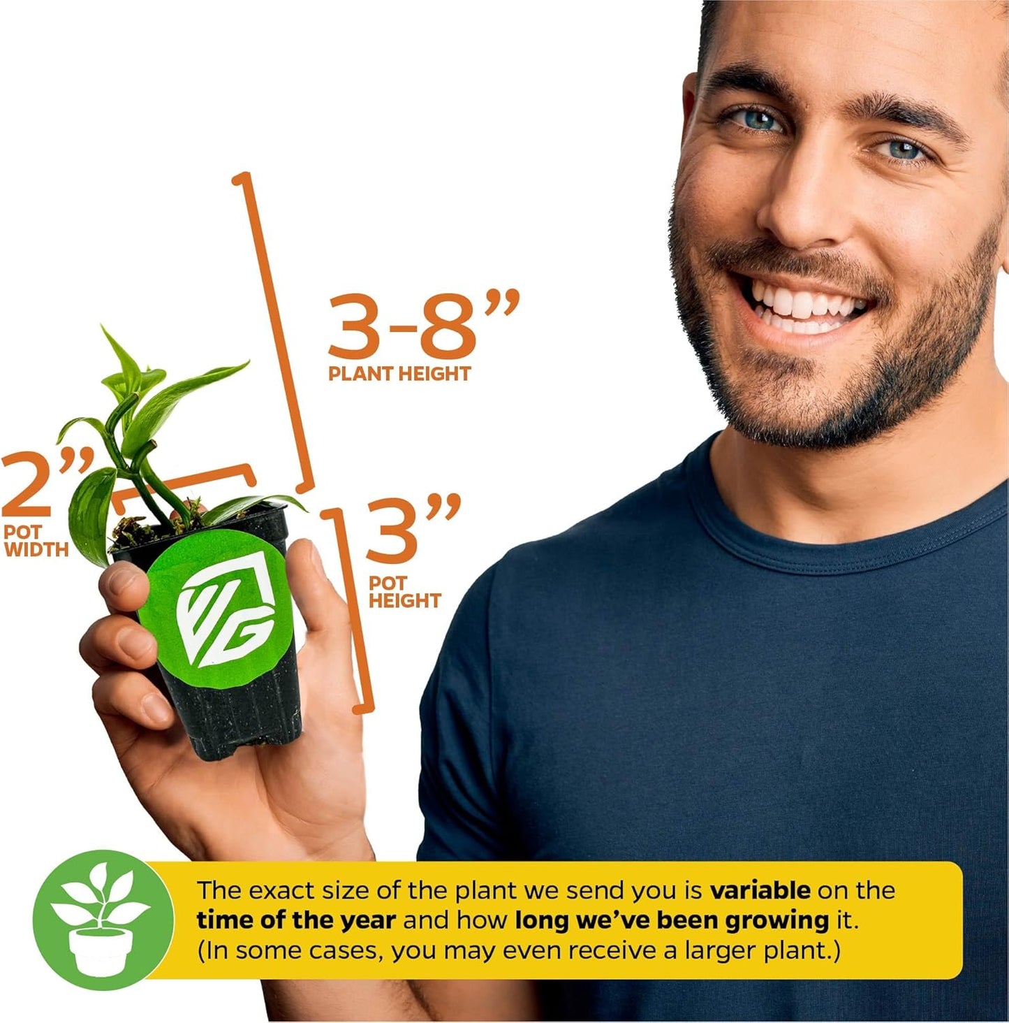 Vanilla Bean Orchid Live Plant (3-Pack) - Vanilla planifolia by Wellspring Gardens - Fragrant Vanilla Beans, Versatile Vine, Tropical Elegance, Aromatic Treasure - Vanilla Bean Starter Plant