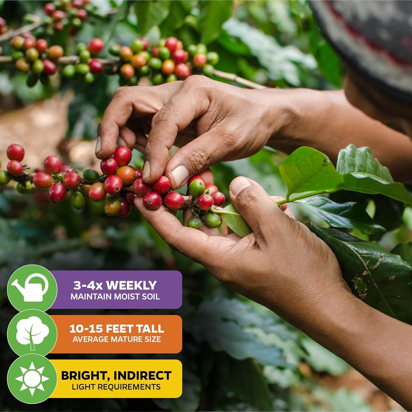 Coffee Live Plant - Coffea Arabica - Wellspring Gardens Starter Plant - Great for Gardeners & Coffee Lovers - Shrub Tree for Home Garden & Yard - Grow Your Own Coffee Beans - for Indoor or Outdoor