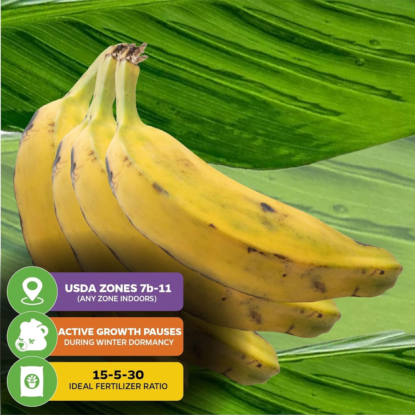 Dwarf Orinoco Banana Tree Live Plant - Musa acuminata by Wellspring Gardens - Starter Plant Ideal for Gardens & Containers - Great for Indoor Houseplants, Outdoor Landscaping & Garden Planting