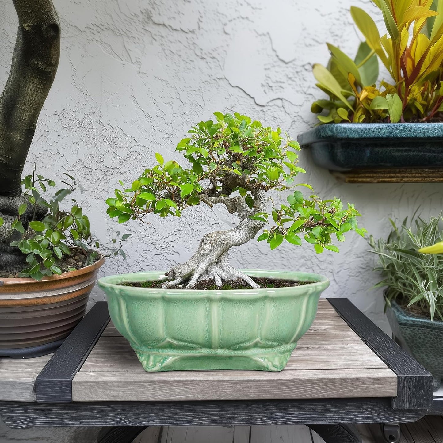 Bonsai Pots 11 Inch - Ceramic Succulent Pots with Drainage Hole, Oval Planter for Indoor Outdoor, Decorative Ceramic Flower Pot, Home Garden Room Decor, Plant Lover Gifts, Green