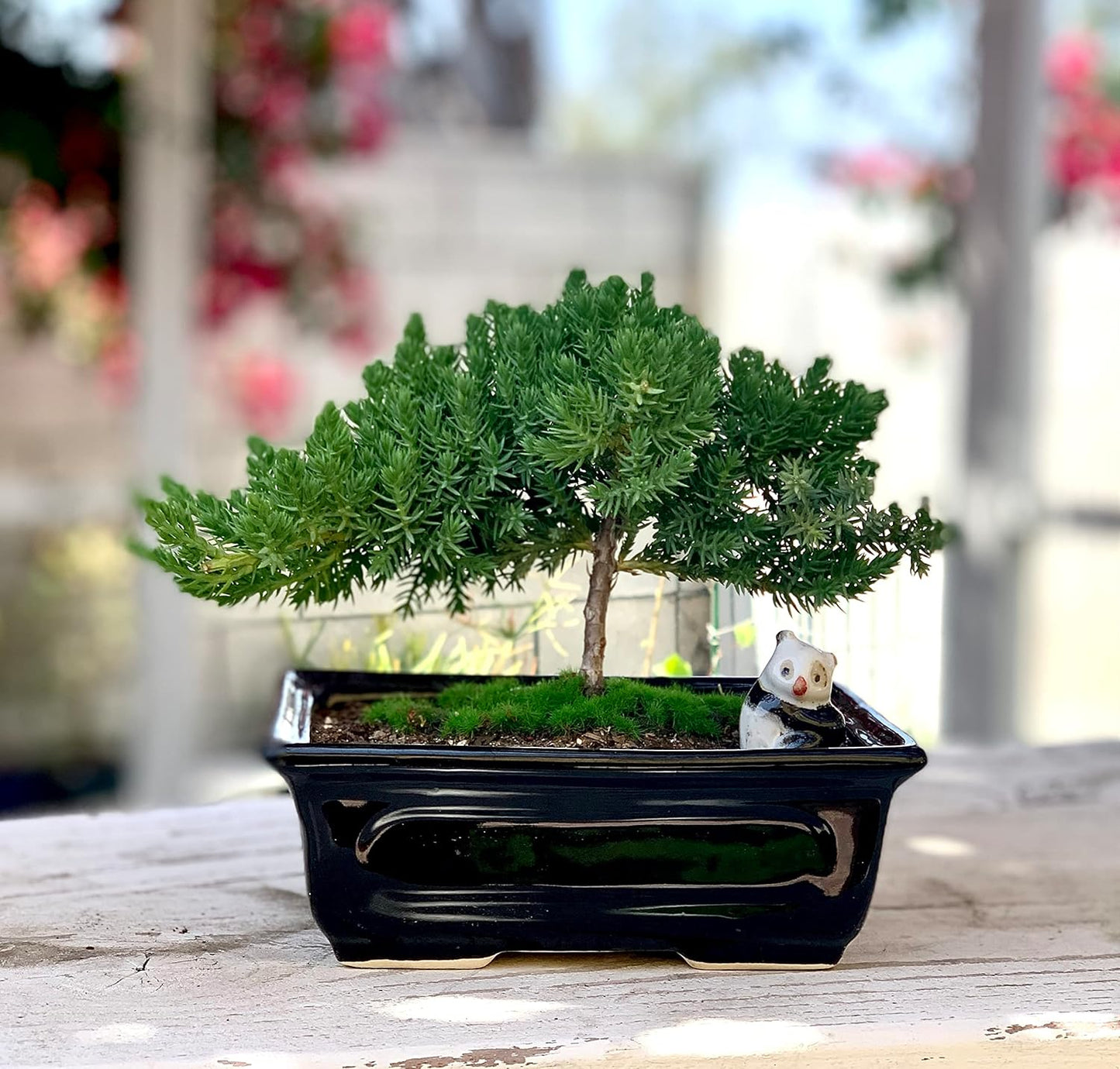 Live Dwarf Juniper Bonsai Tree 4-5years Old with Cute Ceramic Panda | Juniper or Jade Bonsai Tree | Indoor/Outdoor | 100% Handcrafted| Home and Office Décor | Best Gift for Holiday