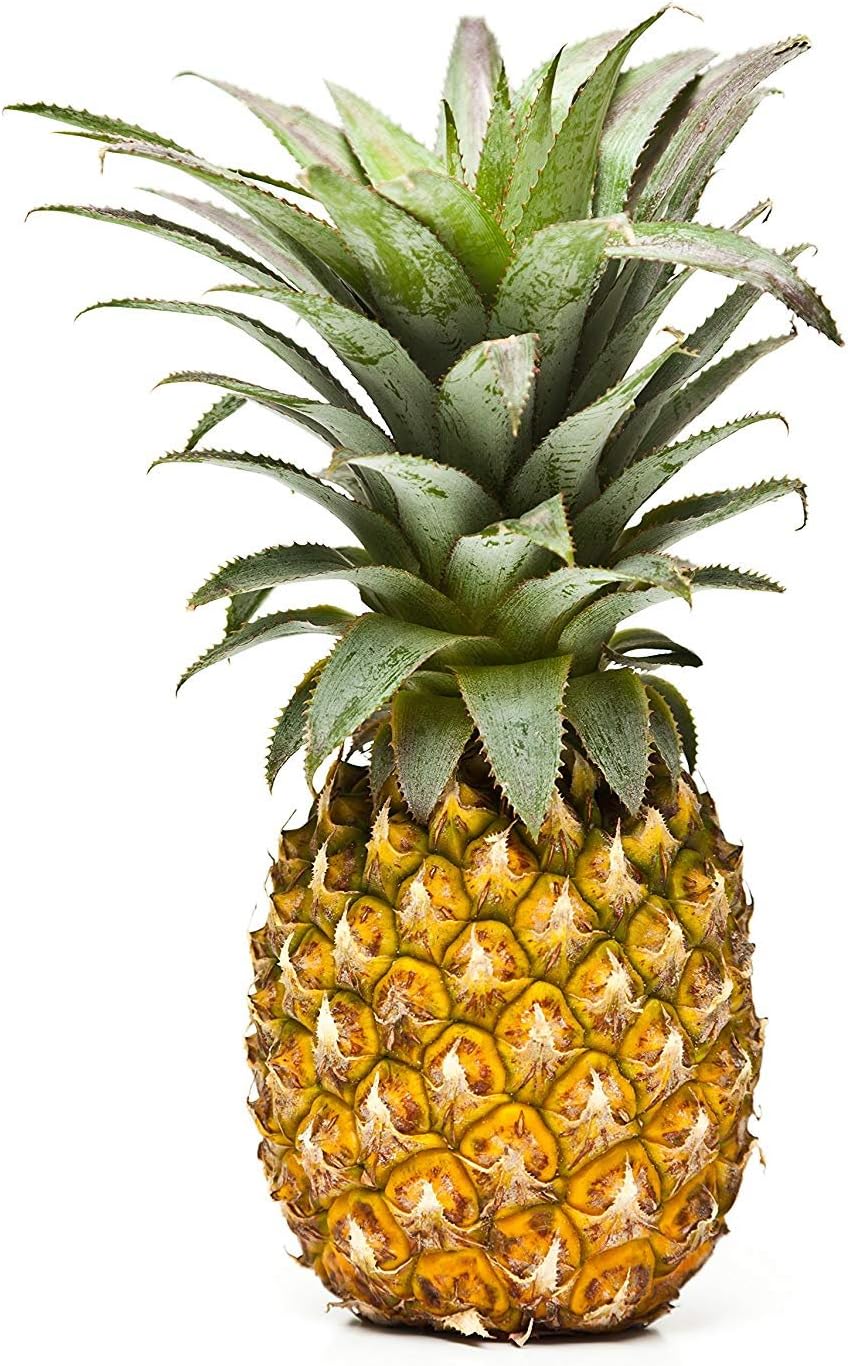 Sugarloaf Pineapple (Kona Sugarloaf) Live Plant - Ananas Comosus - Wellspring Gardens Starter Plant - Ideal Pineapple Plant Live Easy to Grow Starter Plant Great for Outdoor and Patio Planting