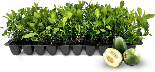 Pineapple Guava - 20 Live Plants - Feijoa Sellowiana - Edible Fruit and Flowering Foliage