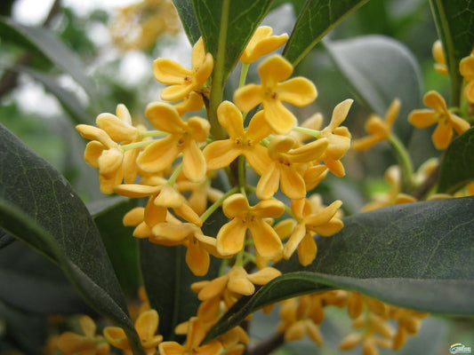 Yellow Flowering Fragrant Tea Olive - Live Plant - (1 QT)