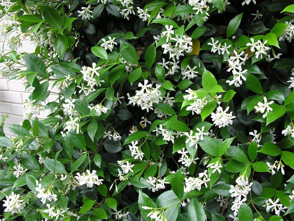 American Plant Exchange Live Confederate Jasmine Plant with Fragrant White Flowers, Star Jasmine Plant, Plant Pot for Home and Garden Decor, 10" Pot