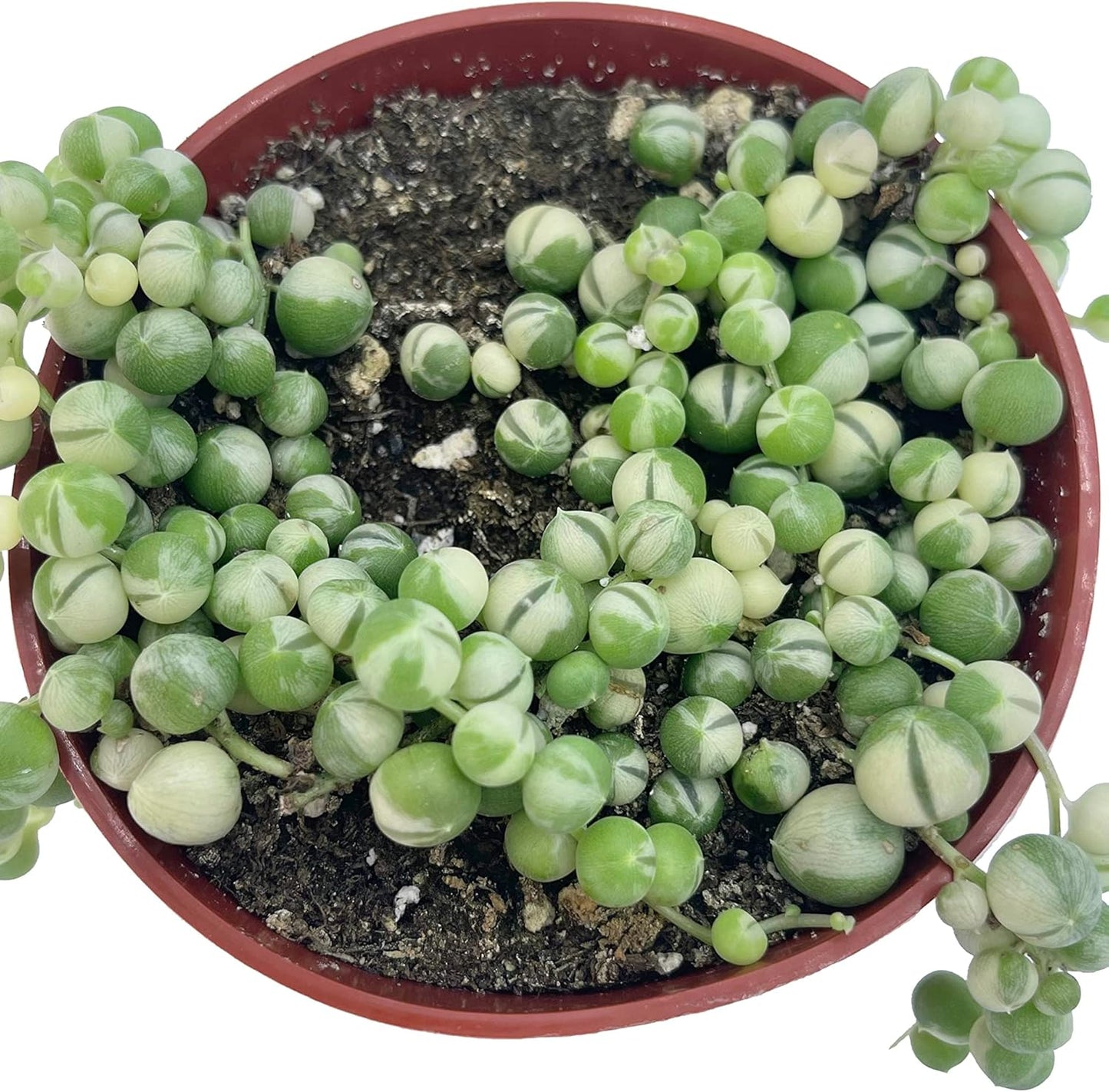 Live Succulent 4" Variegated String of Pearls, Succulents Plants Live, Succulent Plants Fully Rooted Hanging House Plant for Home Office Decoration, DIY Projects Party Favor Gift by The Succulent Cult