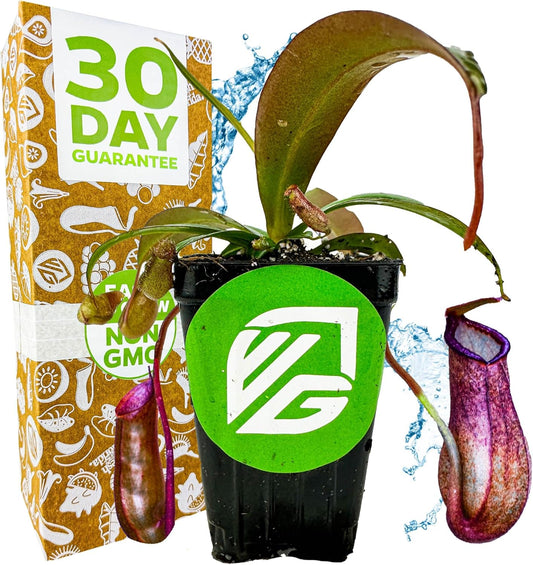 Rebecca Soper Pitcher Plant Live Carnivorous Starter Plant - Nepenthes by Wellspring Gardens