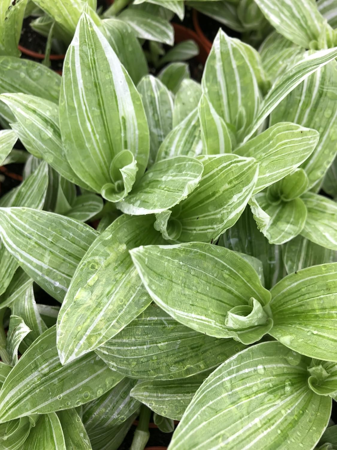 Generic Tradescantia Flumensis ~ Variegated White and Green Wandering Jew