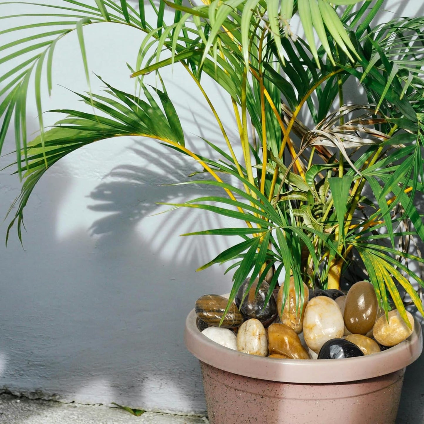 5lbs Large Pebbles for Indoor Plants, 2-3 Inch Natural River Rocks for Aquarium, High Polished Decorative Stones for Vase Filler Fish Tank Landscaping, Mixed Color Garden