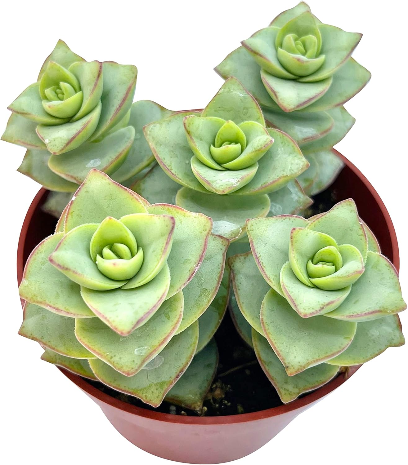 Live Succulent 4" Crassula Perforata Ivory Towers, Succulents Plants Live Fully Rooted House Plant for Home Office Decoration, DIY Projects by The Succulent Cult