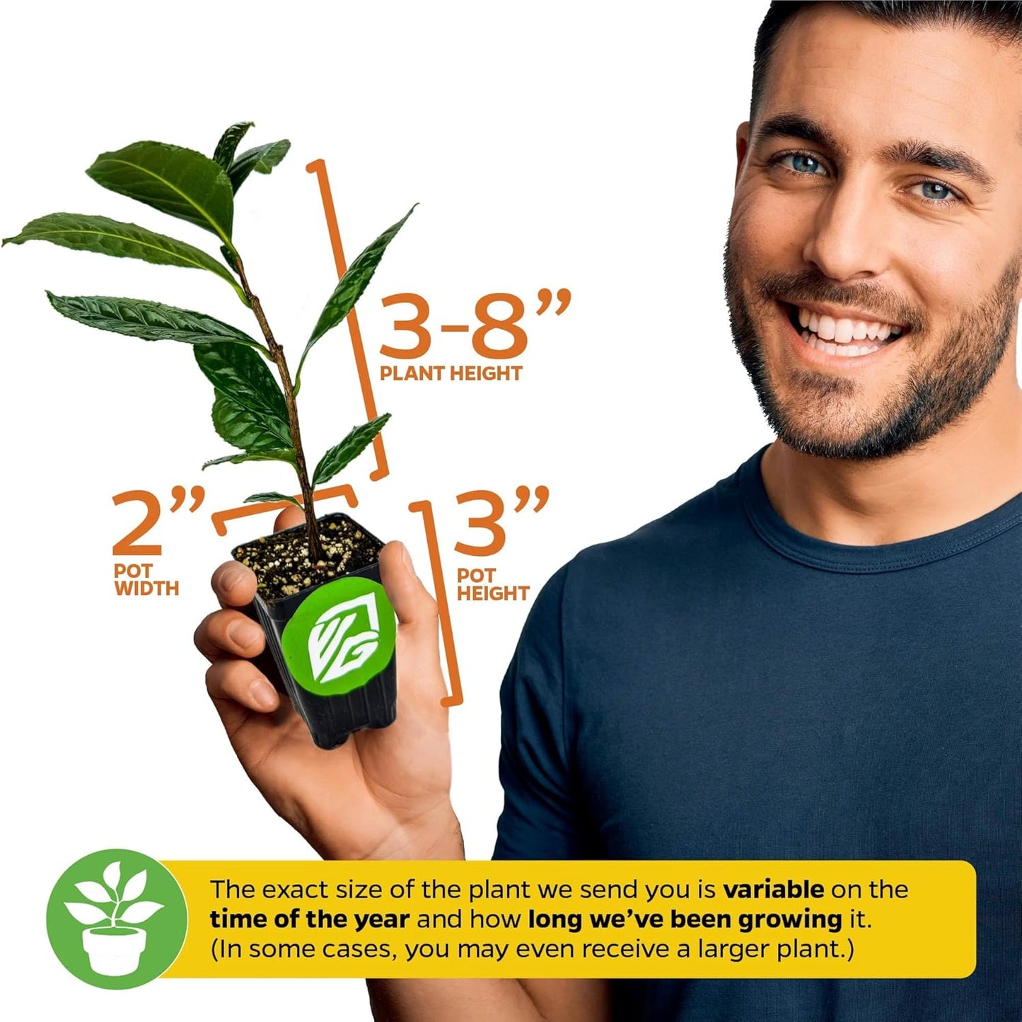 Coffee Live Plant - Coffea Arabica - Wellspring Gardens Starter Plant - Great for Gardeners & Coffee Lovers - Shrub Tree for Home Garden & Yard - Grow Your Own Coffee Beans - for Indoor or Outdoor