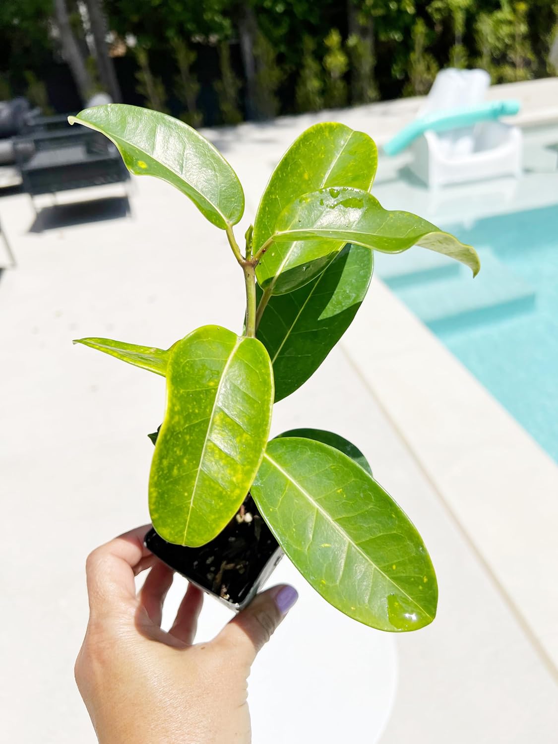 Generic Stephanotis Floribundas Madagascar Jasmine Vine | 2 inch Pot | Fairy Garden (3), green