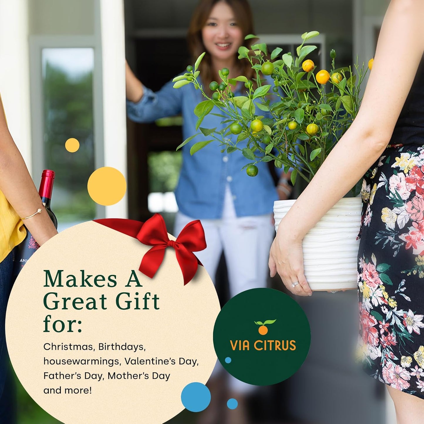 Meyer Lemon Trees Live Plants Outdoor 18-22" Tall - Dwarf Fruit Trees Potted Cannot Ship: CA/AZ/TX/LA – Mini Lemons Plant, Citrus Tree, Indoor Fruit Tree Live Plants, Housewarming Gift by Via Citrus