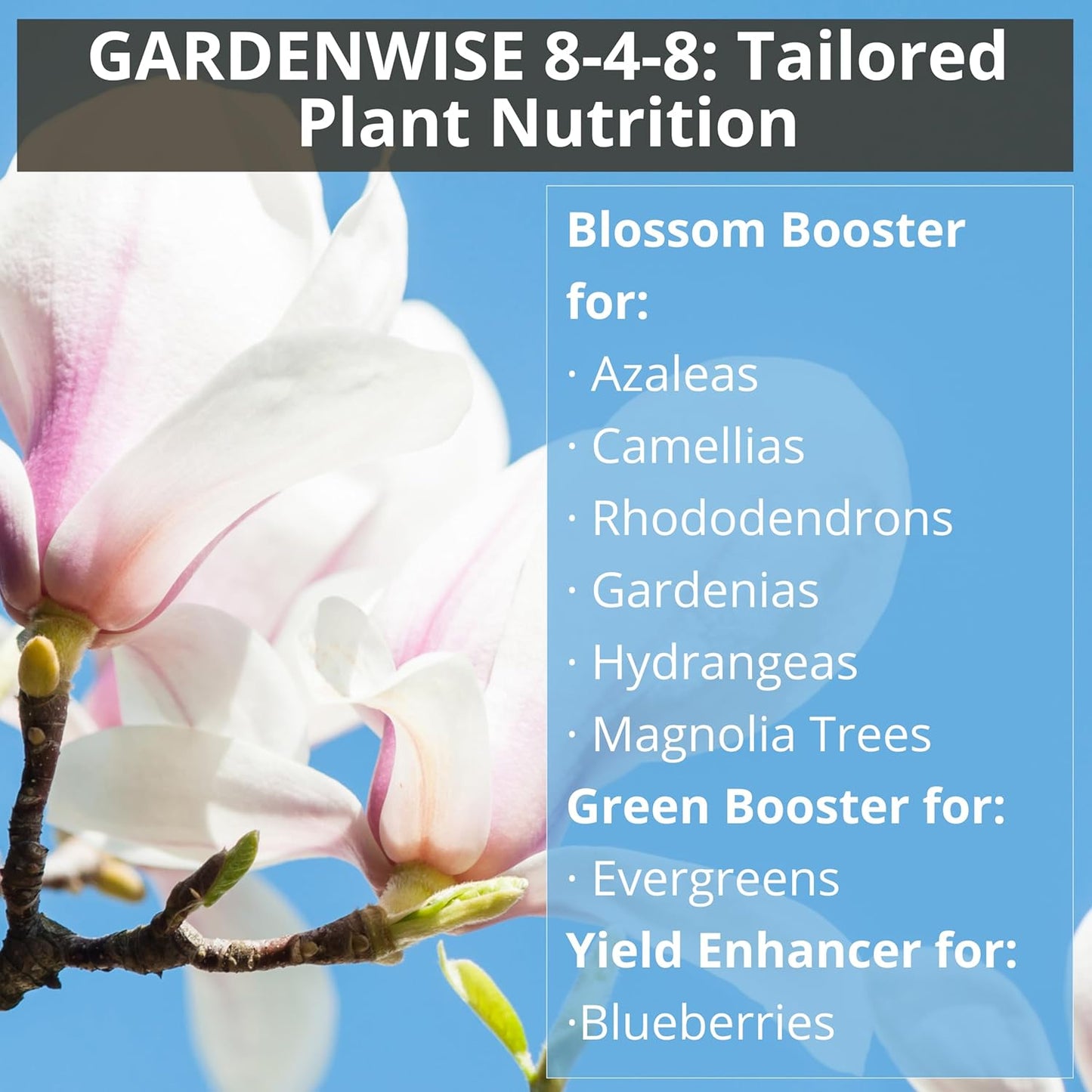 8-4-8 Acidic Fertilizer for Azaleas, Camellias (Camelia), Hydrangeas, Blueberries, Gardenias, Magnolia Trees, Evergreens, and Rhododendrons - Ideal Iron-Rich Plant Food (4 QUARTS)