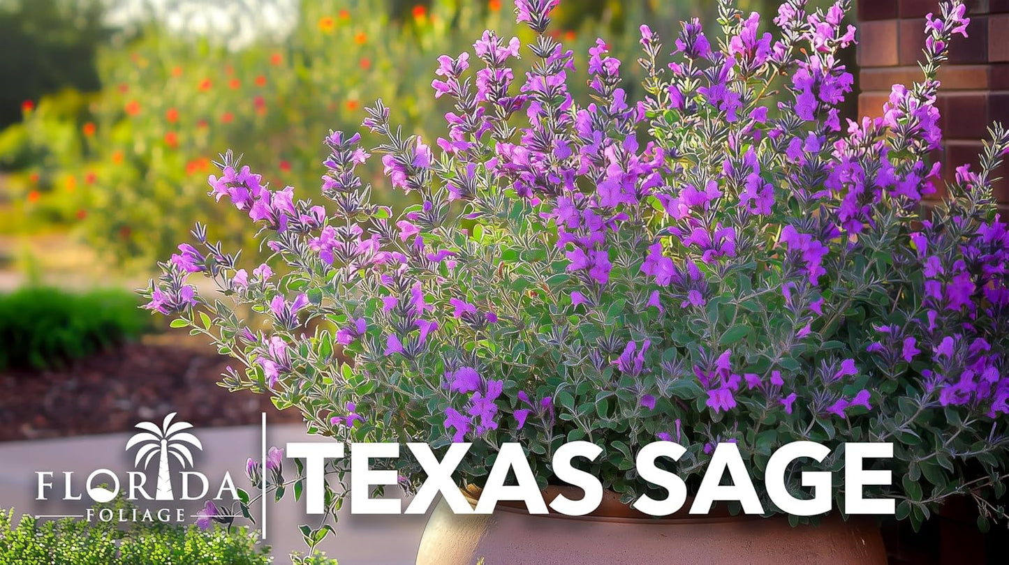 Texas Sage | 3 Live Plants | Leucophyllum frutescens | Drought-Tolerant Shrub for Landscaping | Hardy Evergreen with Silver Foliage and Purple Blooms
