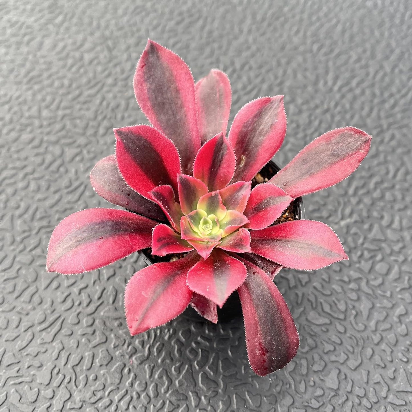 Sprout N Green Aeonium 'Meidusha', Live Rare Succulent Potted 2" Planter, Real House Plant for Party Favors Home Indoor Outdoor Garden Wedding Decoration DIY Projects