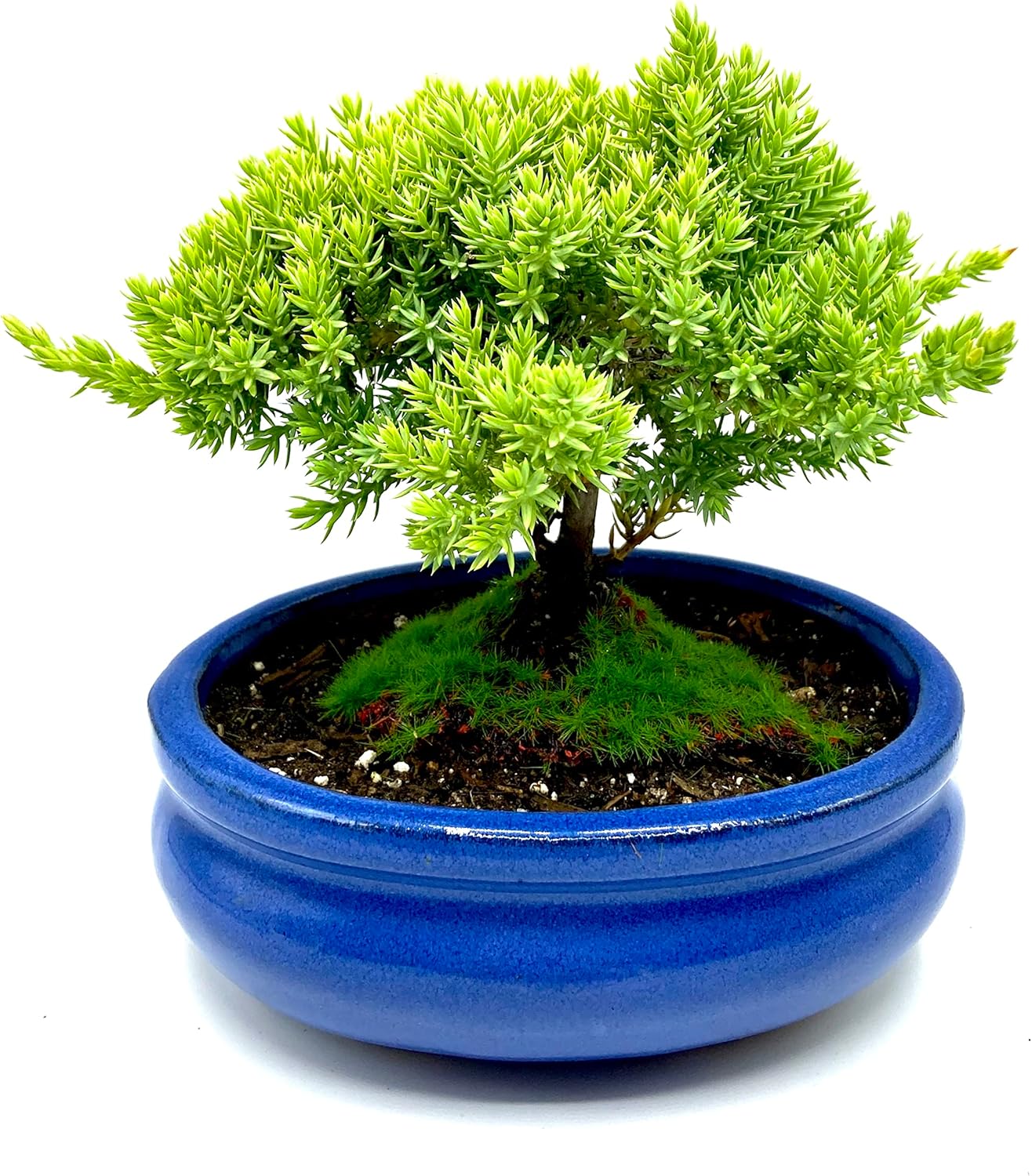 Live Dwarf Juniper Bonsai Tree Small | Indoor/Outdoor | 100% Handcrafted| Home and Office Décor | Best Gift for Holiday