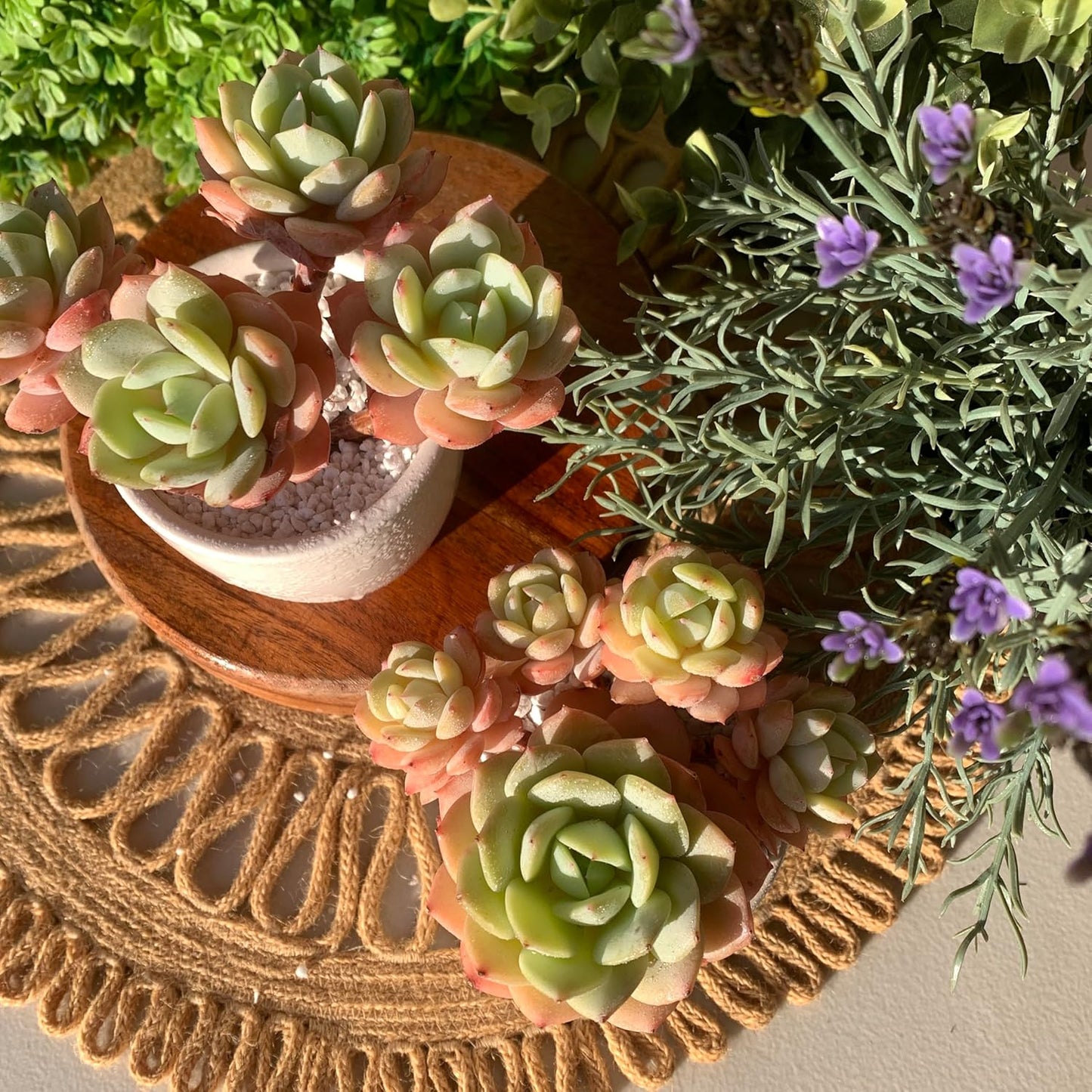 FWPP Live Succulents Plants Echeveria Love Song 3.5 inches,Rare Succulents Bare Root Without Pot Soil, Live Plants Indoor Office Decoration Wedding and Gift