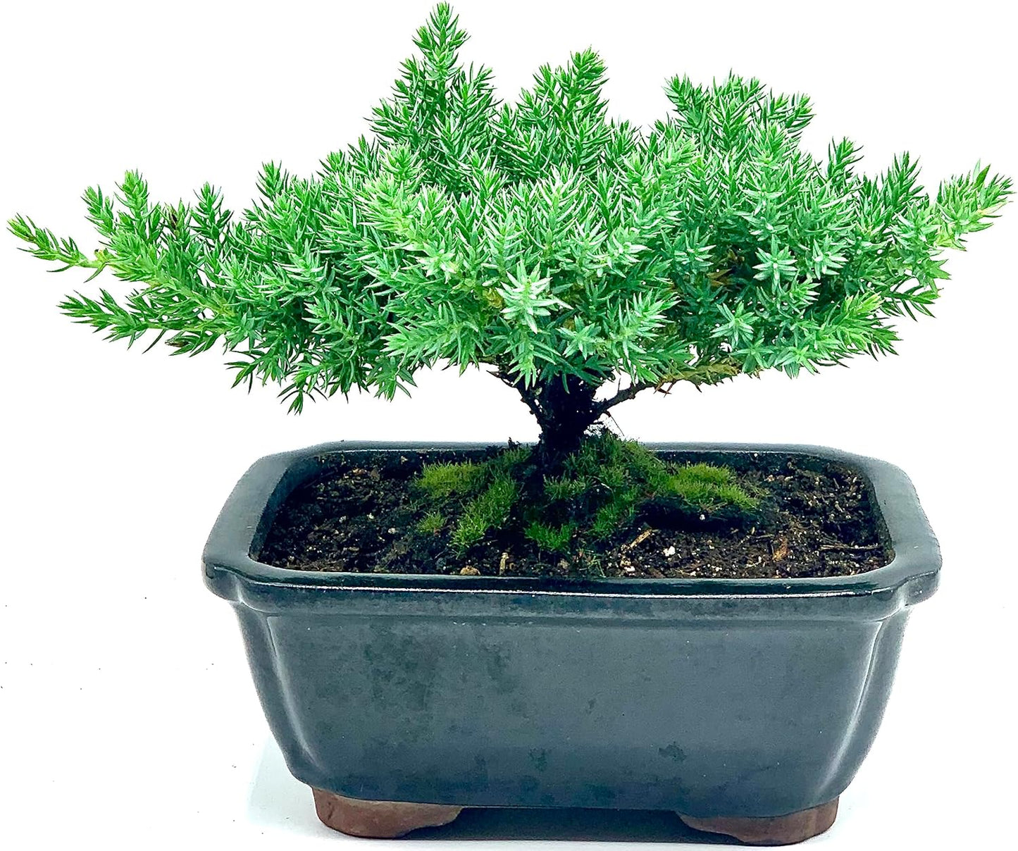 Live Dwarf Juniper Bonsai Tree | Indoor/Outdoor | 100% Handcrafted| Home and Office Décor | Best Gift for Holiday | Good for Beginner