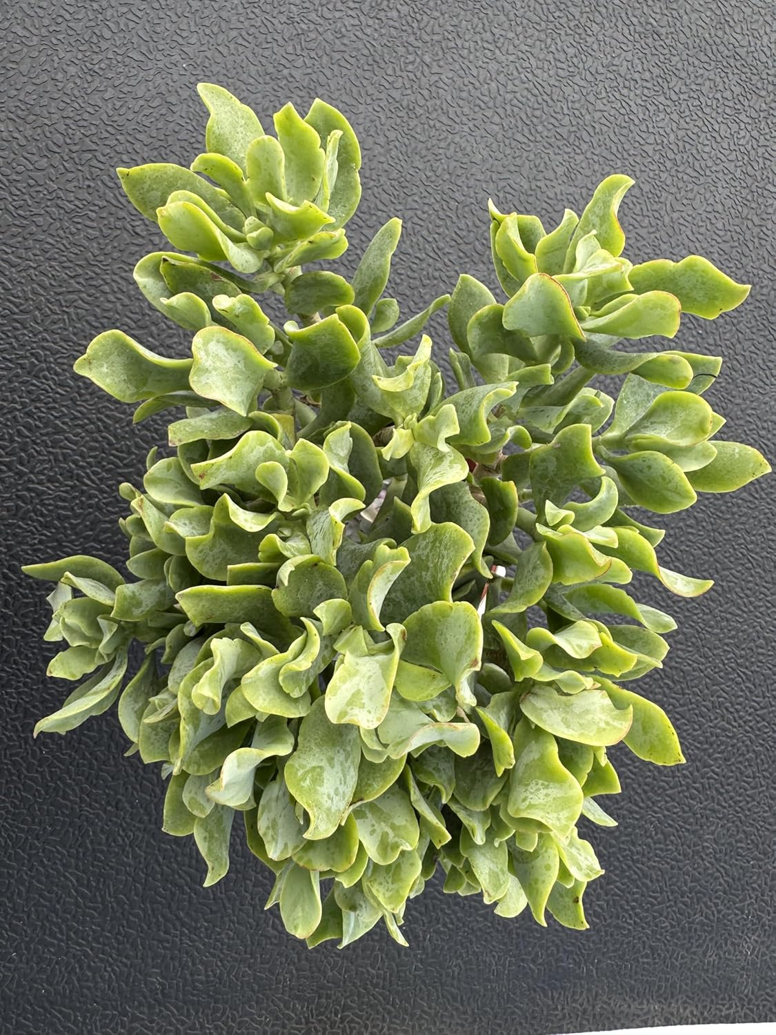 Ripple Jade with White Stripe Pot, Live Crassula Arborescens Undulatifolia, Rare Cute Succulent Plant in 4" Planter, Home Office Décor