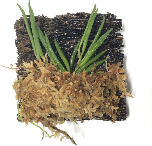 Miniature Tree Fern Mounted Orchid (Miniature Orchid: Dendrobium cucumerinum)