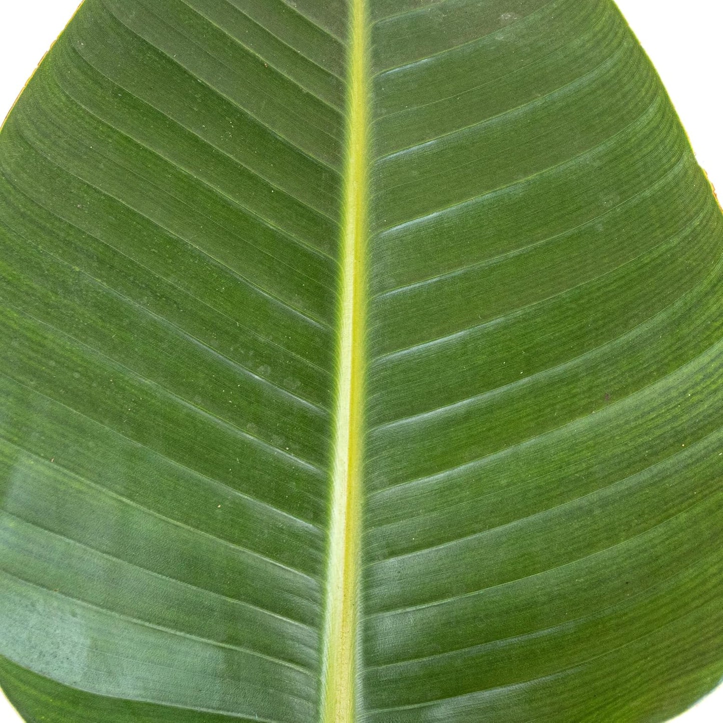 United Nursery White Bird of Paradise – Strelitzia Nicolai in 10” Grower Pot – 32–36 Inches Tall – Large Tropical Indoor Plant – Easy-Care Air-Purifying Floor Plant for Home or Office