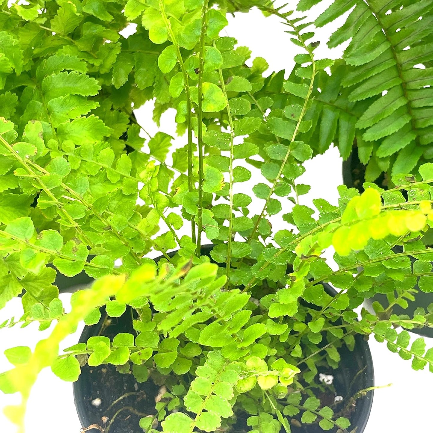BubbleBlooms Boston Fern Assortment, 3 Different 4 inch Boston Ferns, Nephrolepis exaltata Variety Mix