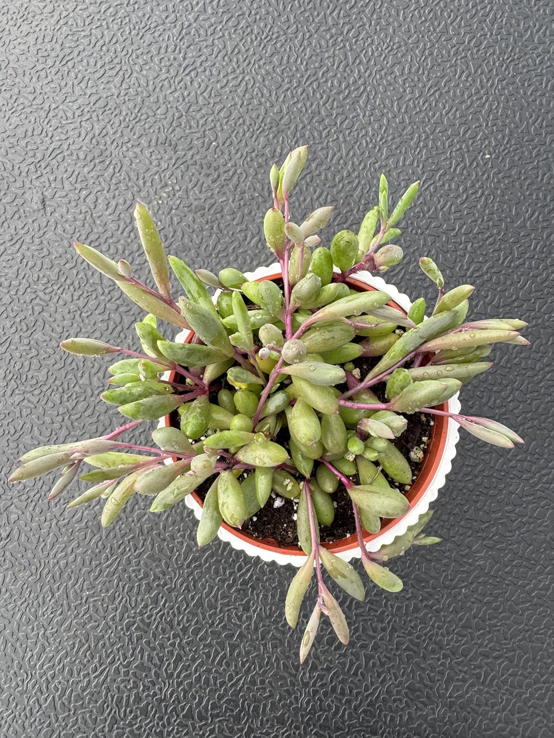 4" Ruby Necklace with White Stripe Pot, Live Othonna capensis L.H.Bailey Succulent, Purple Hanging Trailing House Plant for Home Office Wedding Decoration DIY Project Party Favor