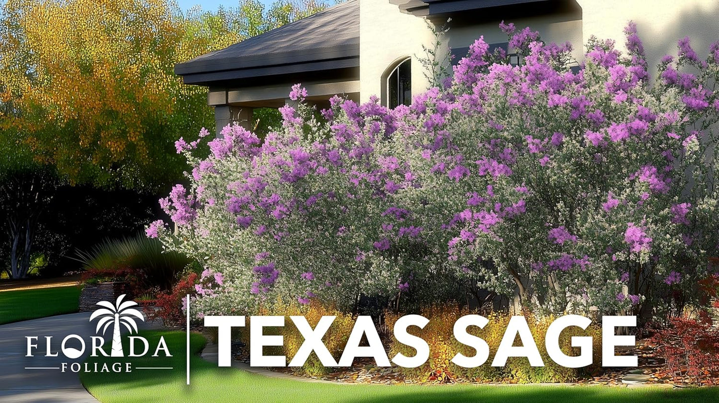 Texas Sage | 20 Live Plants | Leucophyllum frutescens | Drought-Tolerant Shrub for Landscaping | Hardy Evergreen with Silver Foliage and Purple Blooms