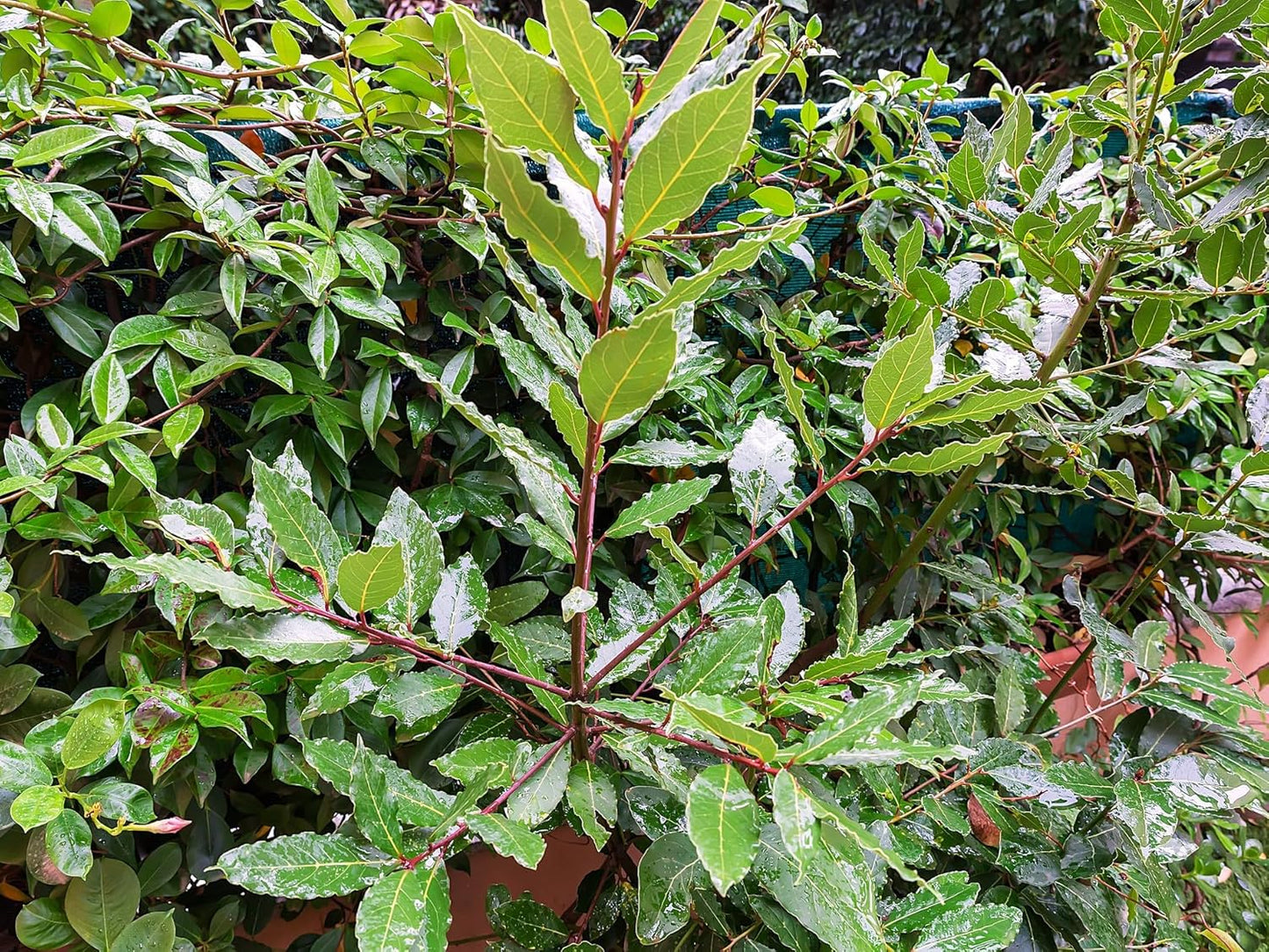 Greenwood Nursery: Live Perennial Plants - Bay Laurel Herb + Laurus Nobilis - [Qty: 2X 2.5 Pot] - (Click for Other Available Plants/Quantities)