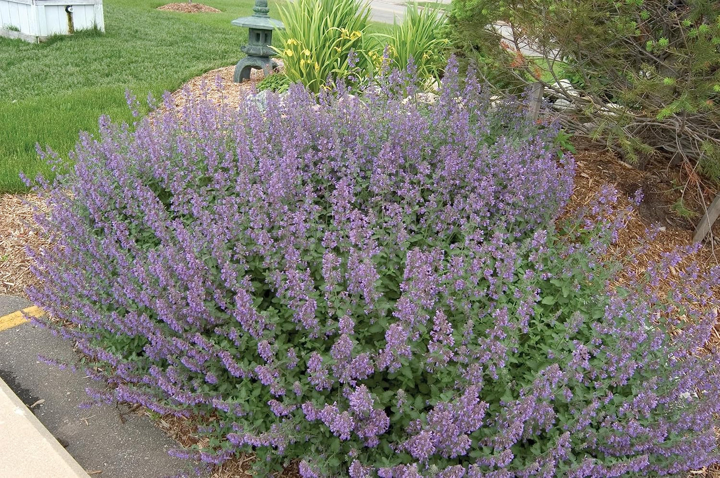 Greenwood Nursery: Live Perennial Plants - 'Walkers Low' Catmint + Nepeta × Faassenii - [Qty: 10x Pint Pots] - (Click for Other Available Plants/Quantities)