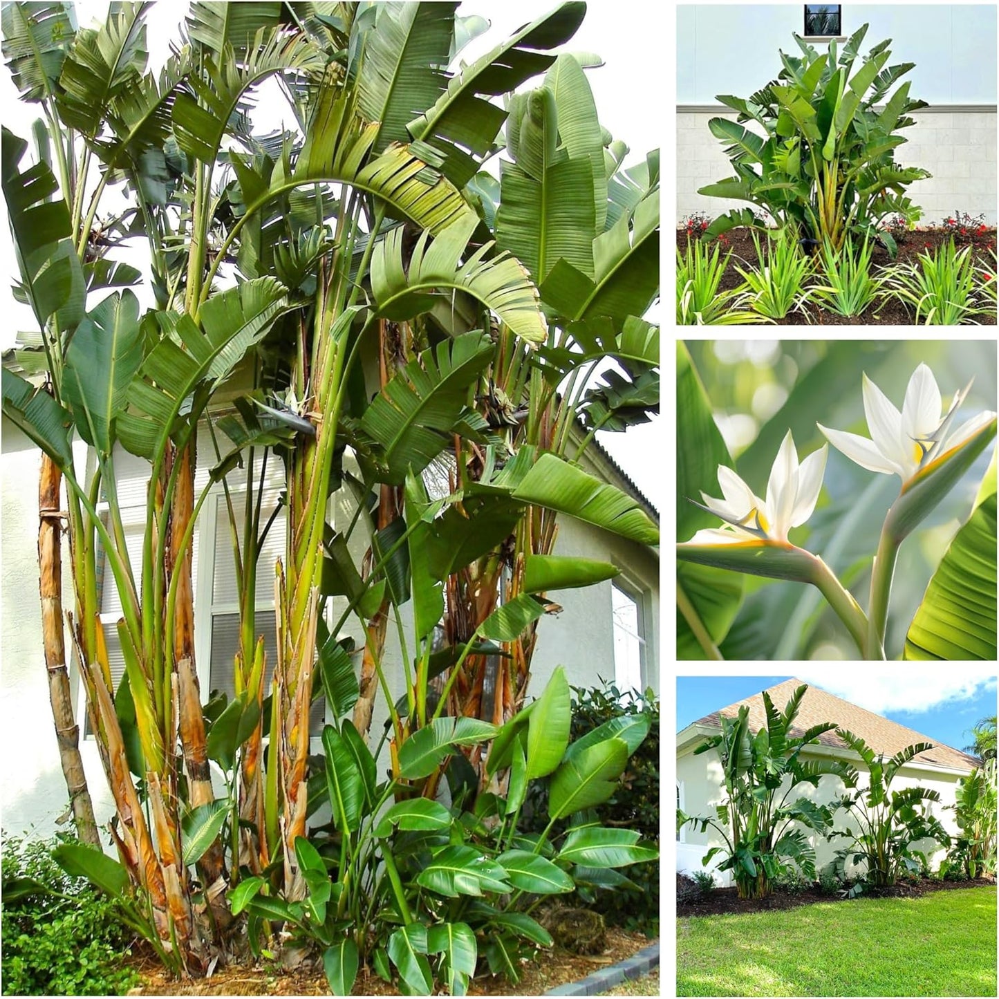 Bird of Paradise - White - Strelitzia Nicholai. (4 White BoP in Sac)