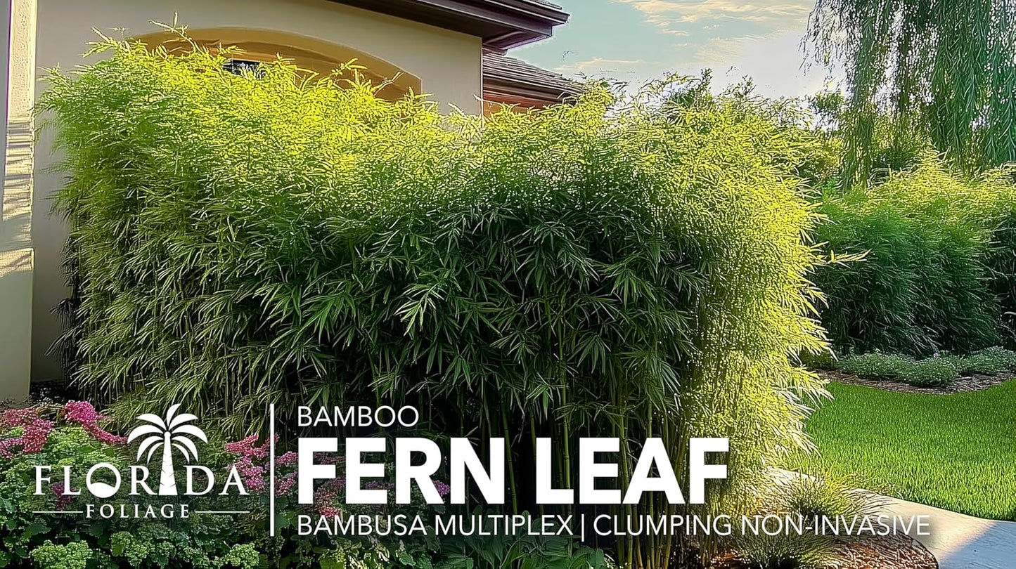 Bamboo Fernleaf | 1 Large Gallon Size Plant | Bambusa multiplex | Clumping Bamboo Privacy Screen | Fast Growing Hedge Windbreak Gardens Walkways Borders Decorative Accent Garden Feature Zone