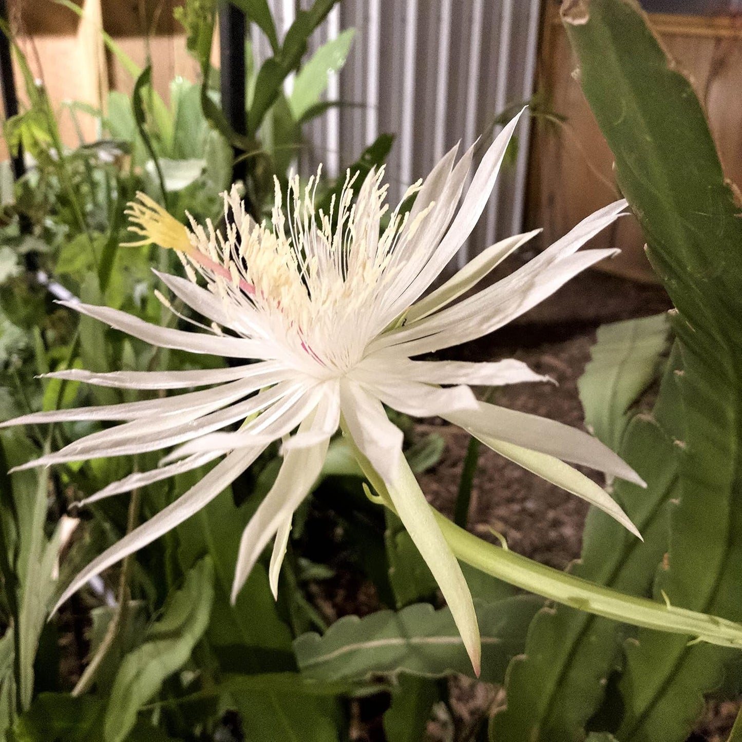 Smoke Camp Crafts 7 Live Plant Cuttings for Propagation, Queen of The Night Plant, Burro's Tail, Pencil Cactus, Spider, Snake, Mother of Thousands Green